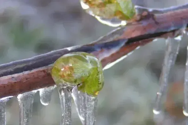 Морози скували квітучі дерева