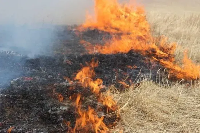 Підпал сухостою