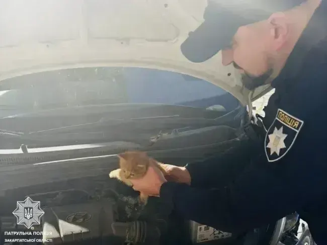 В Ужгороді патрульні врятували кошеня, яке застрягло під капотом авто