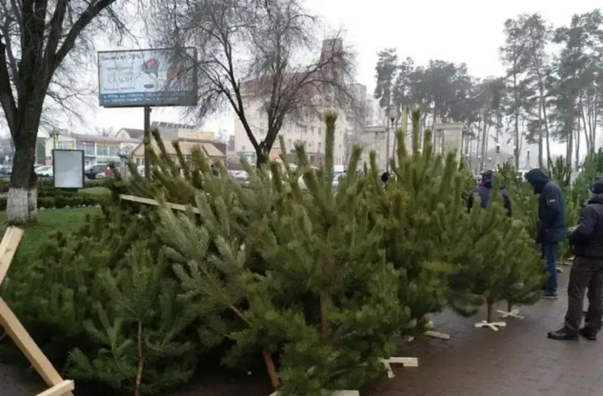 В Ужгороді визначили локації, де можна придбати ялинку