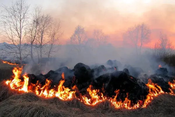 На Закарпатті проведуть спільні рейди для боротьби зі спалюванням сухостою