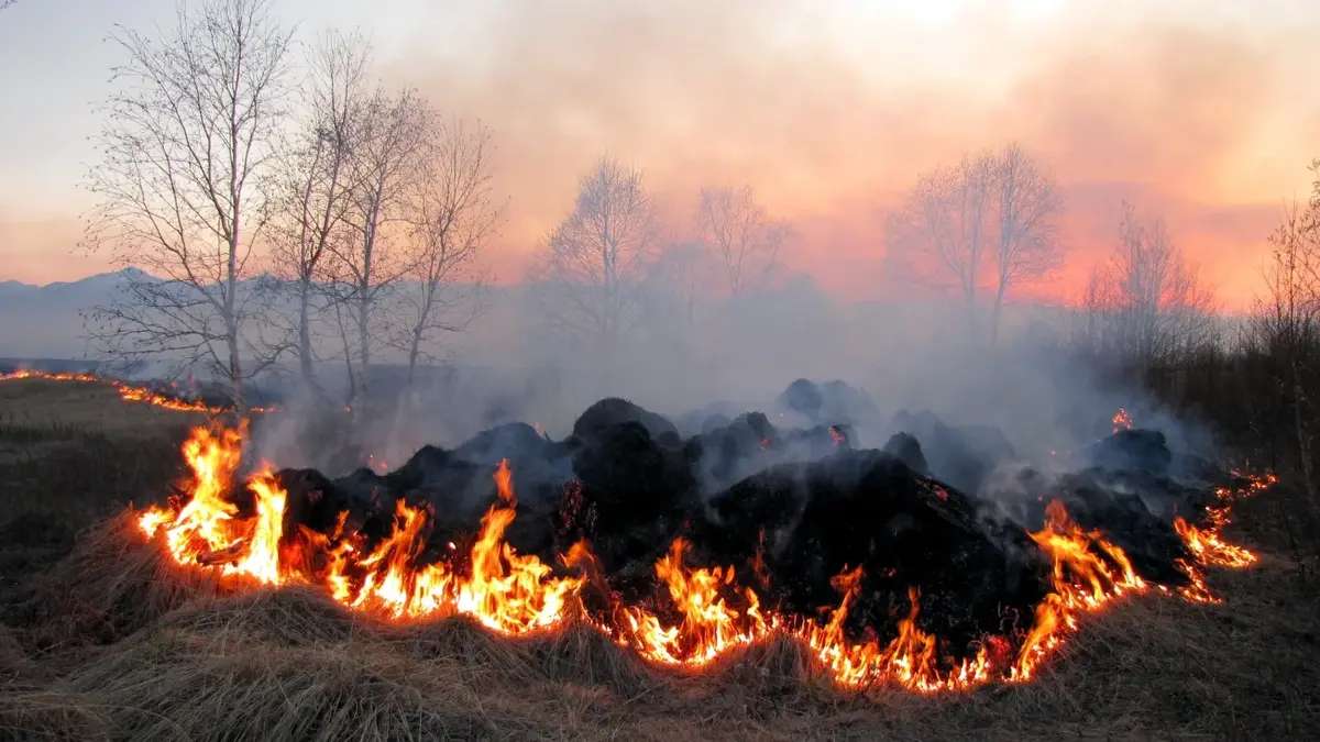 На Закарпатті проведуть спільні рейди для боротьби зі спалюванням сухостою