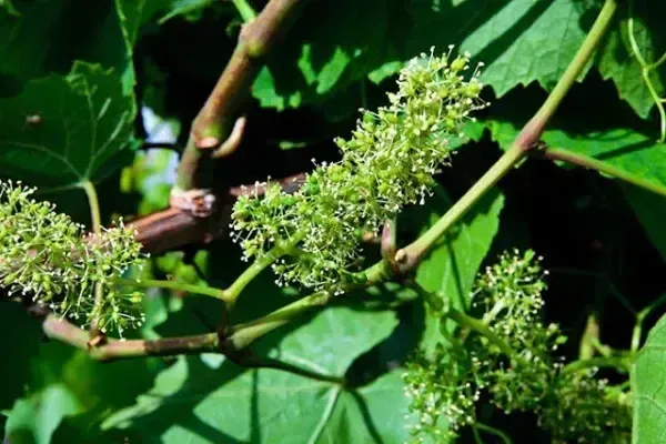 На Закарпатті розпочалося цвітіння виноградників