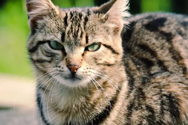 Чому хаос у домі небезпечний для котів і собак