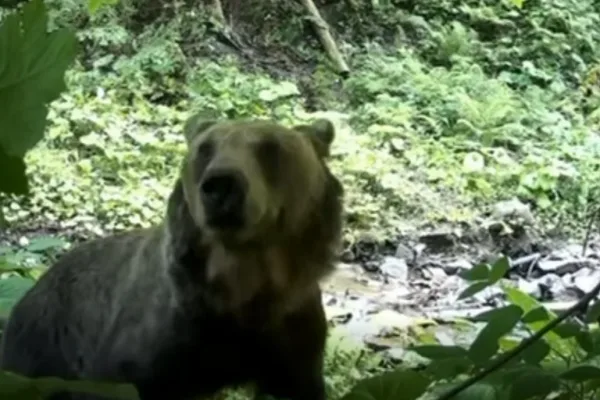 На Закарпатті фотопастка зафіксувала ведмедя біля кордону: відео