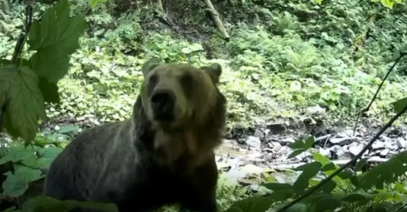На Закарпатті фотопастка зафіксувала ведмедя біля кордону: відео